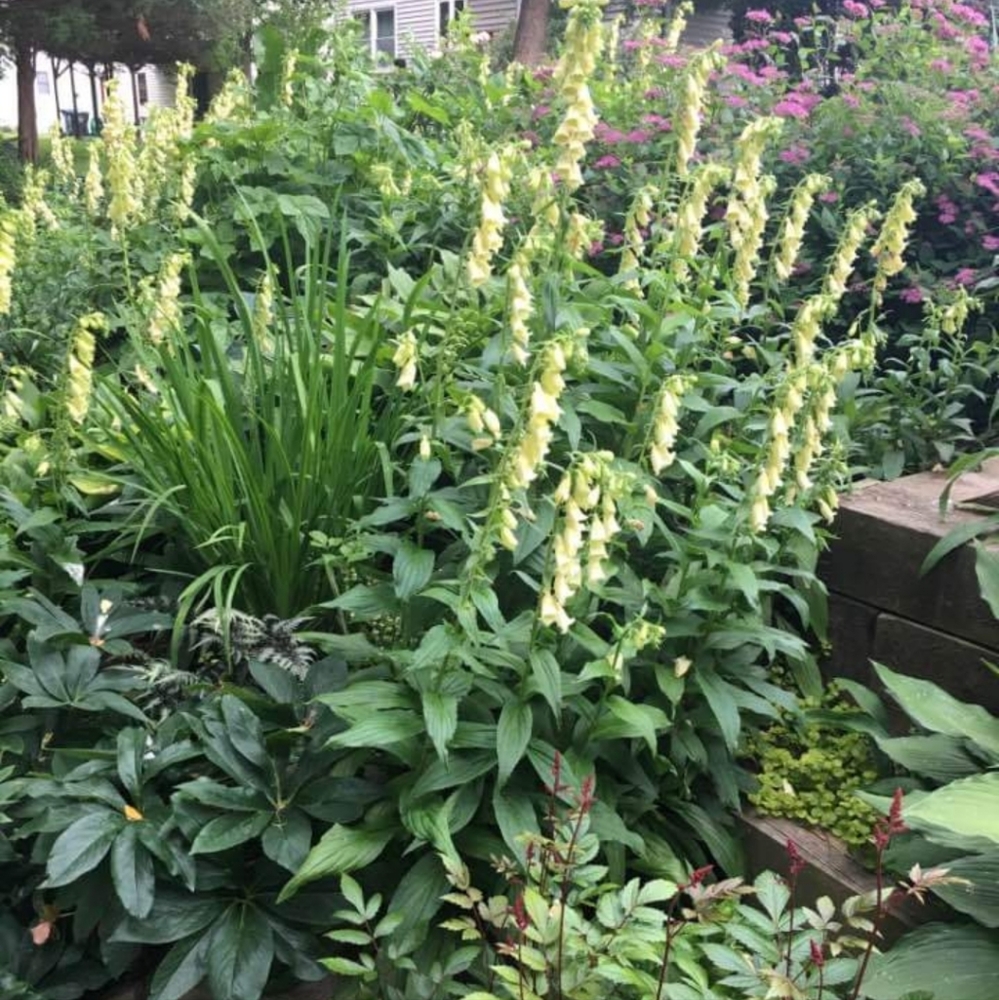 Yellow Foxglove 15 plants for $30 - Picture 2 of 5